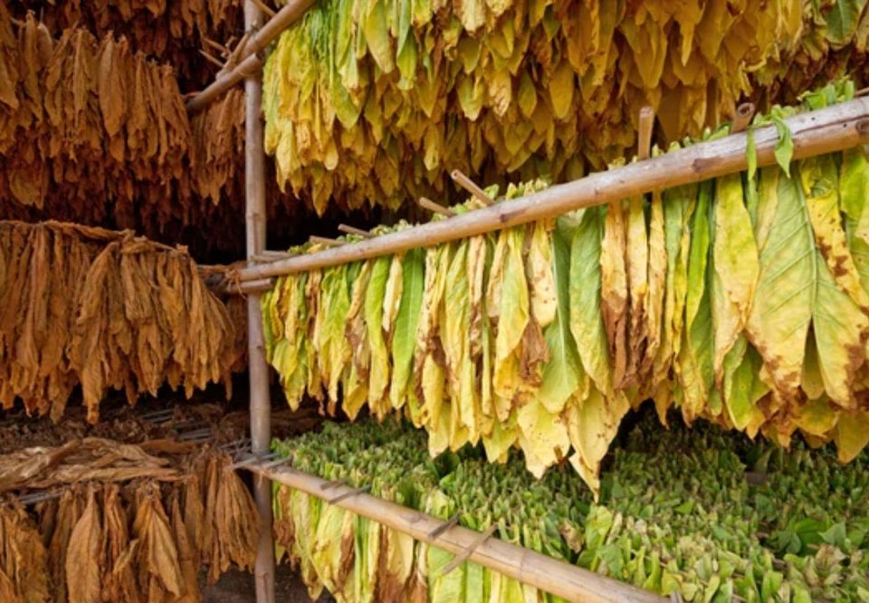 Nicotine Salt vs Freebase